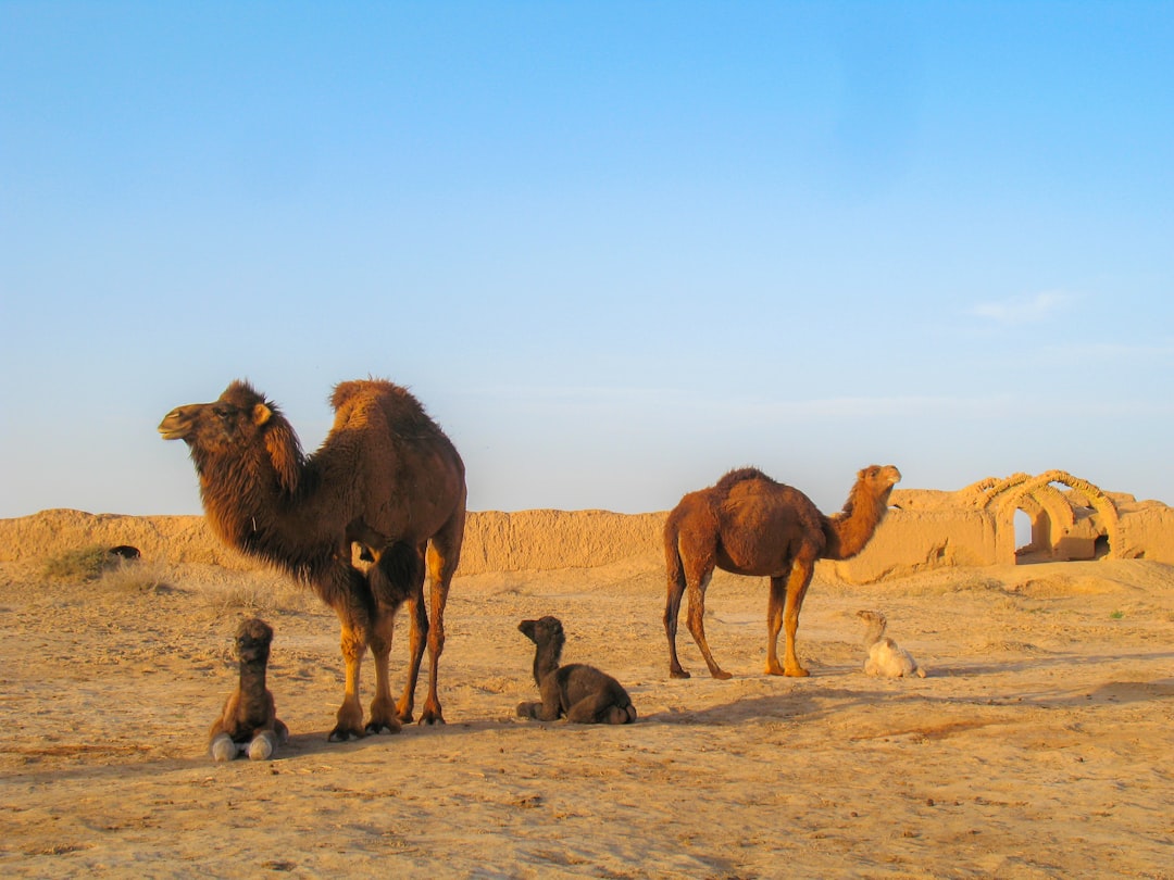 découvrez l'iran, un pays riche en histoire, en culture et en paysages époustouflants. explorez ses sites emblématiques, sa gastronomie délicieuse et l'hospitalité de son peuple. un voyage inoubliable vous attend au cœur de l'orient.